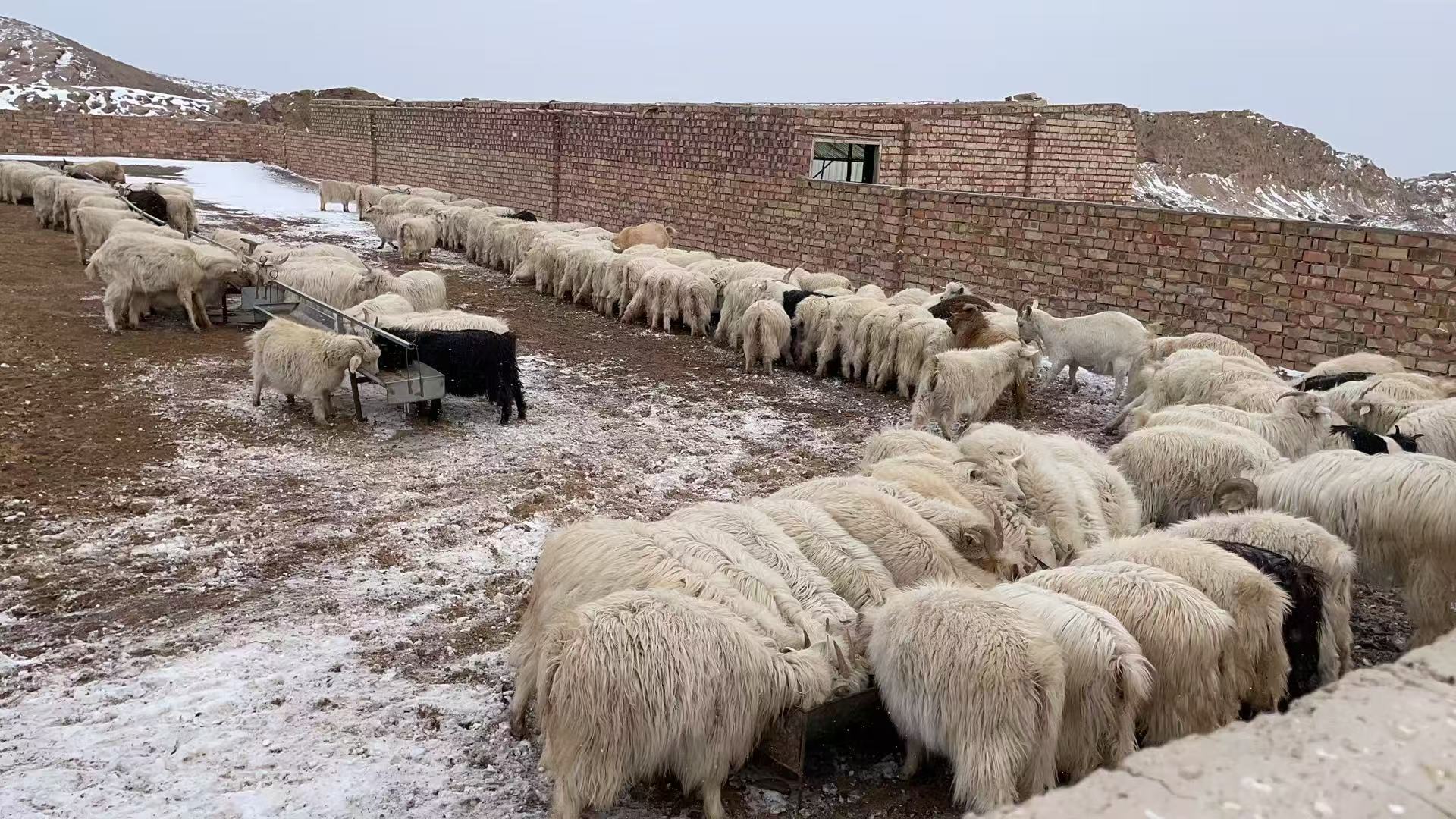 甘肃草原放牧场景